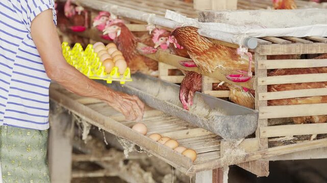 farmer in traditional poultry farm collecting chicken or hen eggs in bali, indonesia, southeast asia, small scale farming, bamboo battery cages