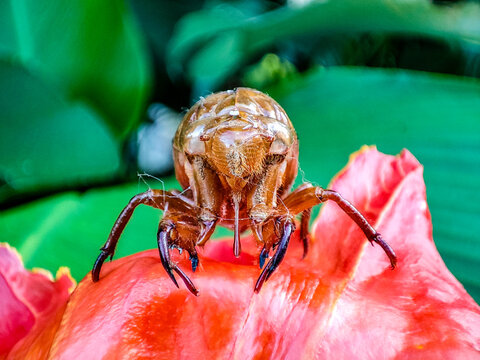 Empty beetle exoskeleton resting on garden plant, highlighting natural molting process and healthy ecosystem where insects grow and contribute to balanced biodiversity.
