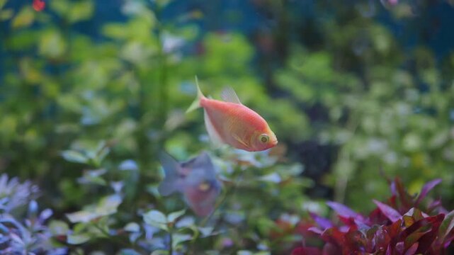 Pink glowfish swimming gracefully in planted freshwater aquarium with lush green and red aquatic vegetation.