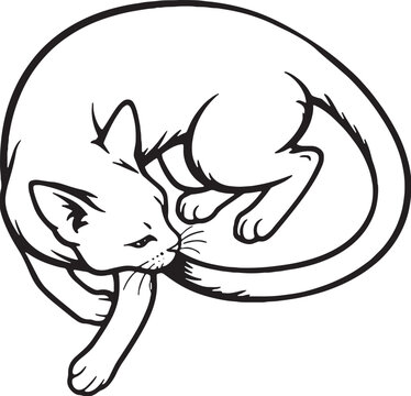 Abyssinian Cat Chasing Tail Black and White Line Art Illustration