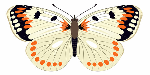 A colorful butterfly with orange and black markings on white wings © Delip