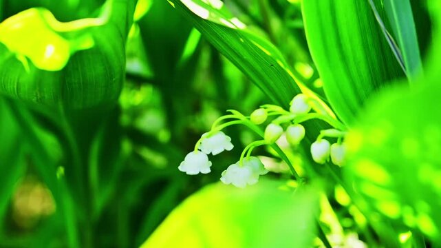 森の奥底で見つけた、小さな奇跡。
「深い緑のコントラストが引き立てる、可憐な白花のダンス。リラックスやウェルネス、自然との共生をテーマにした作品に。」
阿蘇市波野「スズラン自生地」
A small miracle found deep within the forest.