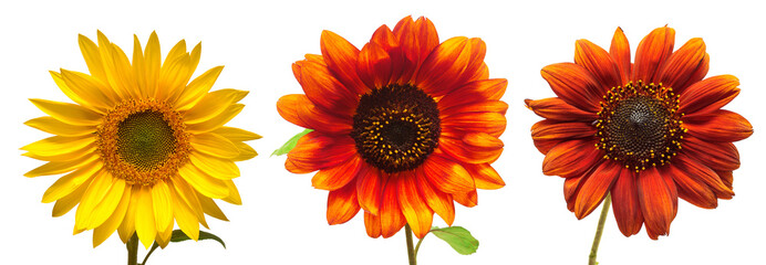 Set of decorative sunflowers in yellow, orange and red colors isolated on white background