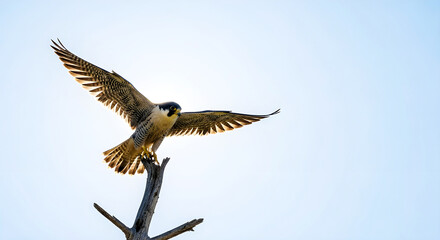 Obraz premium Majestic Peregrine Falcon Landing On A Weathered Branch Under A Bright Blue Sky, Wings Spread