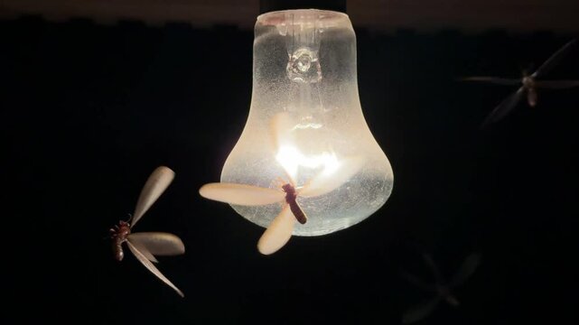 Close up of winged termites crawling on glowing light bulb