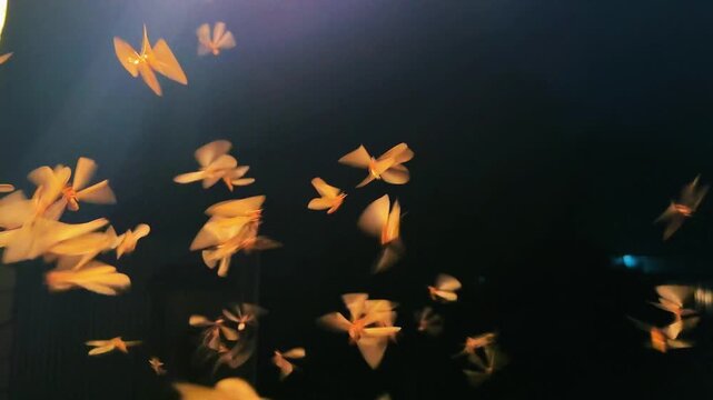 Swarm of termites flying around light source at night time