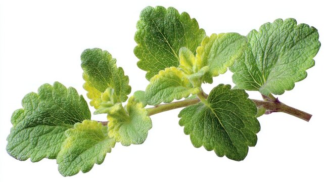 Fresh catnip branch isolated on white background botanical illustration