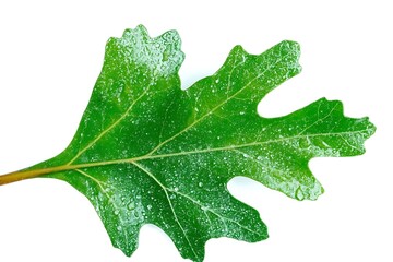 Fototapeta premium Fresh Green Oak Leaf with Water Droplets on a White Background for Nature and Botany Themes
