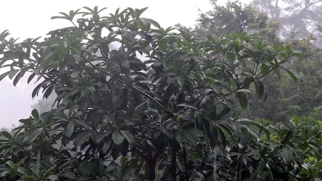 Rain falls, pouring down on the branches of the Pule tree
