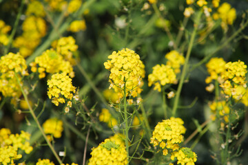 Obraz premium Close up of bright yellow canola flowers blooming in a spring field