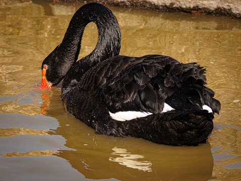 Cigne noir