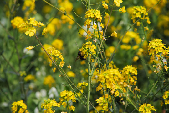 Close up of a carpenter bee on yellow rapeseed flowers, spring field