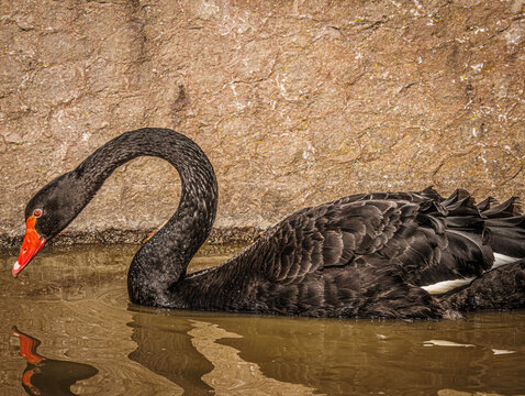 Cigne noir