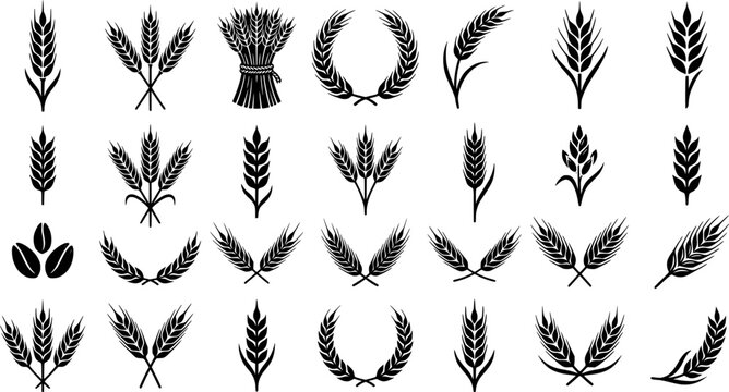 Grains plants and cereal, rye barley and wheat ear spikes. Bakery food concept. Hand drawn sketch vector illustration

