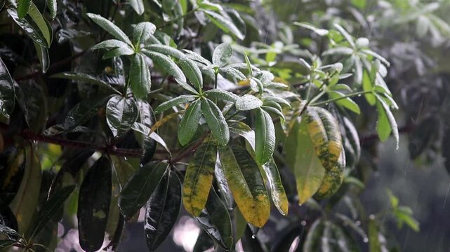 Rain falls, pouring down on the branches of the Pule tree