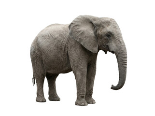 Fototapeta premium African elephant standing in profile view isolated on a solid black background isolated on transparent background