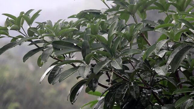 Rain falls, pouring down on the branches of the Pule tree
