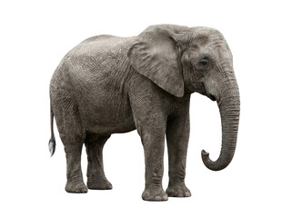 Obraz premium African elephant with wrinkled skin standing isolated on a solid black background isolated on transparent background