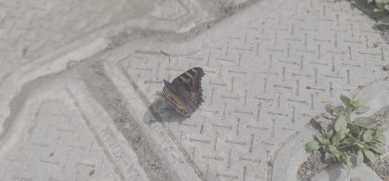 an Indian Tortoiseshell butterfly resting on a grey patterned concrete floor tile