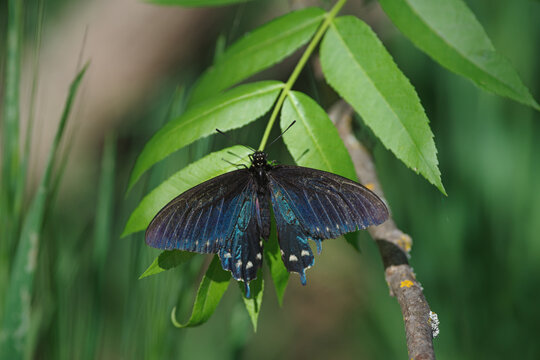 Pipevine swallowtail or blue swallowtail perched, photographed near Sacramento, California.