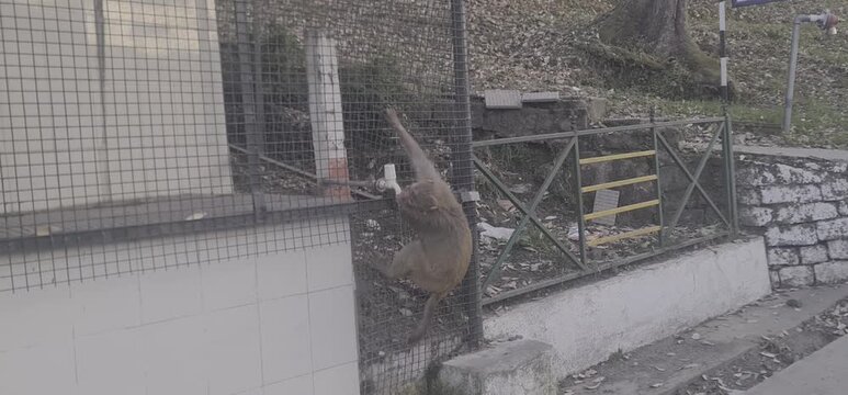 Wild monkey drinking water from a tap on a concrete tank in a public park area