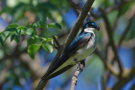 Tree swallow perched on a branch with soft natural light near Sacramento, California.