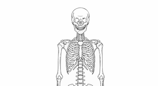 Artistic outline sketch of a human skeleton from the torso up
