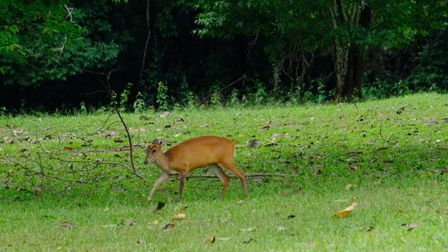 A small, reddish-brown deer, is walking across a grassy clearing in a forest environment. The background features lush green trees and foliage, suggesting a natural habitat or wildlife park.