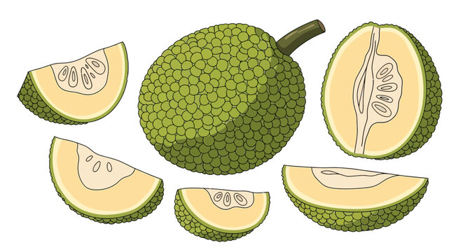 vector ripe breadfruit from the tree