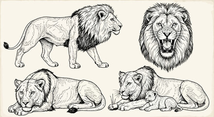 Hand Drawn Lion Family Set Illustration © Zamilah