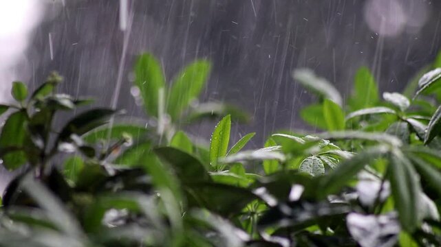 Rain falls, pouring down on the branches of the Pule tree