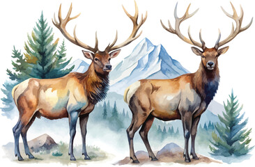 Obraz premium Watercolor Elk Illustration, Mountain Wildlife Clipart, isolated on white background