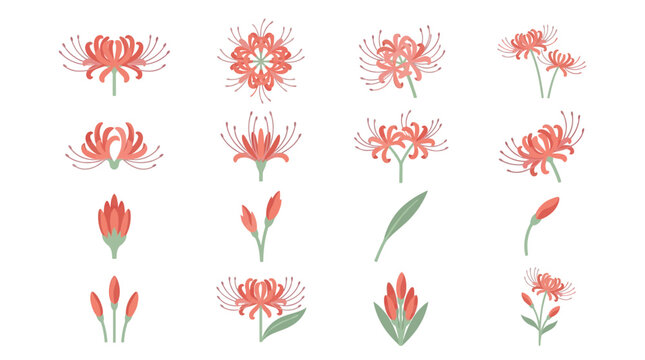 Vibrant collection of red spider lily flowers, illustrating diverse growth stages from delicate buds to radiant full blooms and graceful leaves, ideal for botanical designs