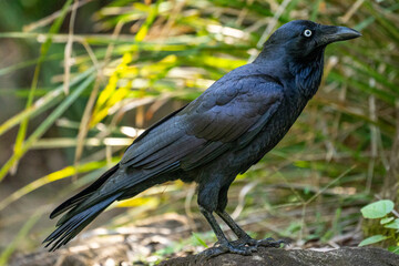Naklejka premium Raven Perched on Rock in Forest with Sunlit Green Foliage Background