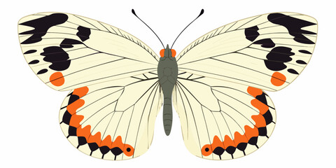 A detailed illustration of a white butterfly with black and orange markings © Polash