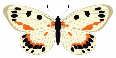 A detailed illustration of a white butterfly with black and orange markings © Polash