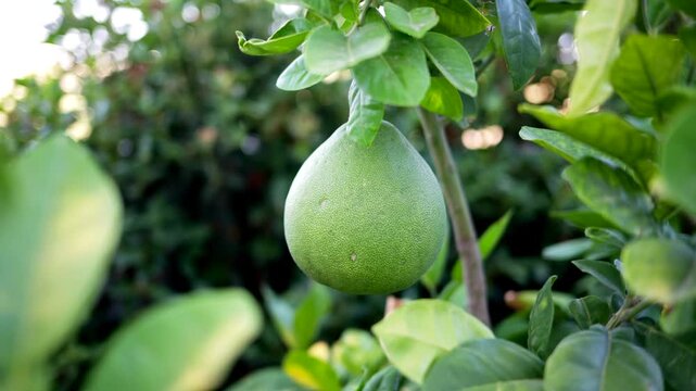 A green citrus fruit hangs on tree branch, slowly spinning, lush leaves surround fruit.