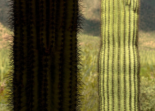 USA, Arizona, Tucson. Saguaro cactus in Saguaro National Park.