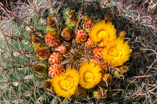 USA, Arizona, Tucson, Tucson Mountain Park.  Fishhook Barrel Cactus (Ferocactus wislizeni) in bloom