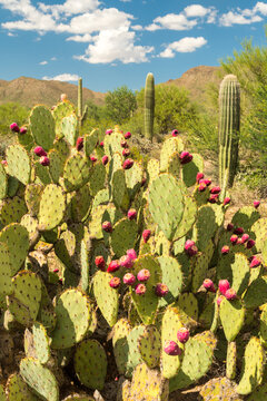 USA, Arizona, Tucson.  Prickly pear cactus (Opuntia) in the Saguaro National Park.