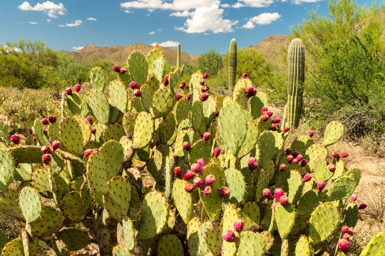 USA, Arizona, Tucson.  Prickly pear cactus (Opuntia) in the Saguaro National Park.