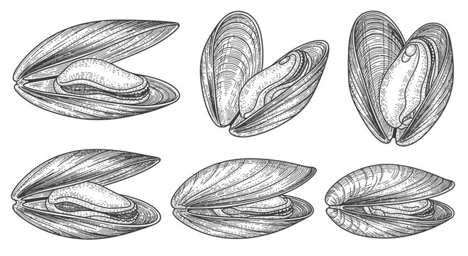 Hand Drawn Mussels Set Sketch Illustration