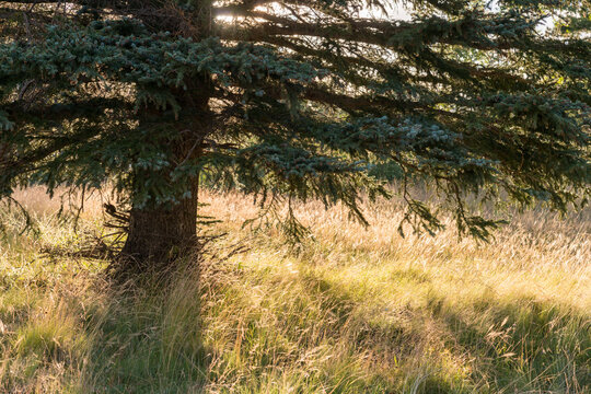 USA, Arizona, Springerville.  Light in the grass beneath large spruce tree in the White Mountains