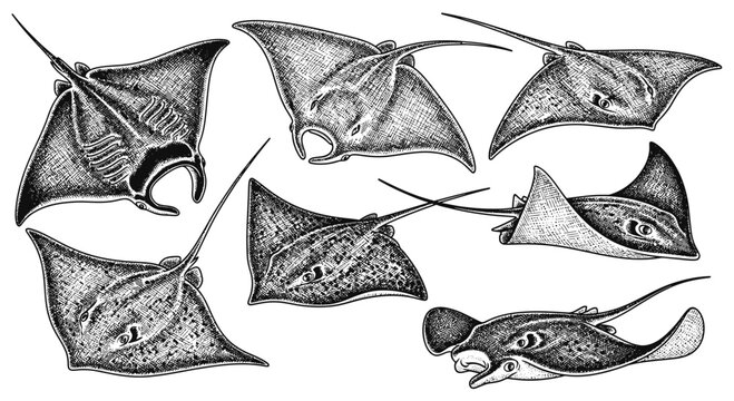 Hand Drawn Stingray Set Collection