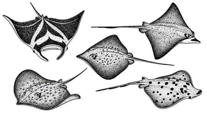 Set of Hand Drawn Stingray and Manta Ray Illustrations