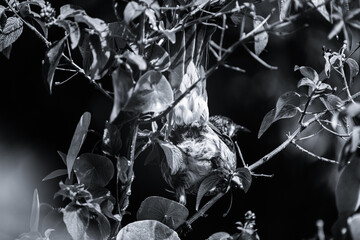 Red Wattlebird © Sergei