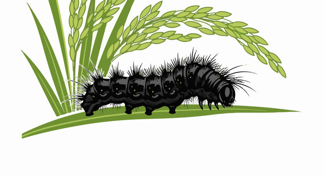 A black, spiky caterpillar crawls on a green leaf with rice stalks above