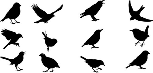 Obraz premium Bird Silhouette Vector Set
