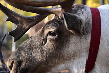 An elderly reindeer stands in the sunlight, its long, majestic antlers telling a story of seasons passed and wilderness wisdom. © Sean Zhang