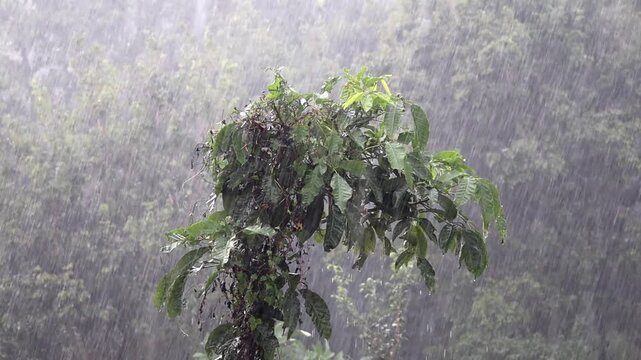 Rain falls, pouring down on the branches of the Pule tree